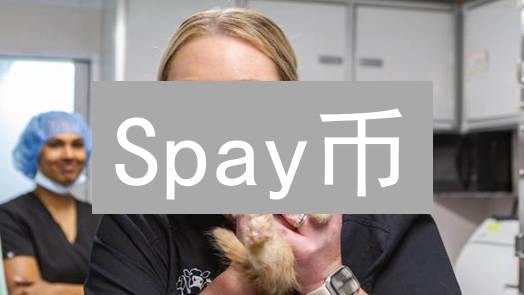 Spay币：颠覆支付？速度、安全与隐私的终极探索！
